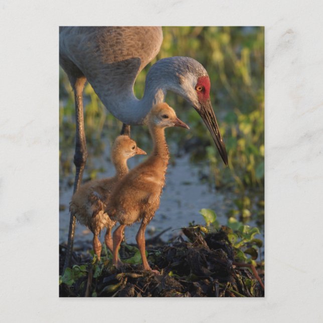 Sandhill crane med chickar, Florida Vykort (Framsida)