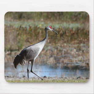 Sandhill Crane Musmatta