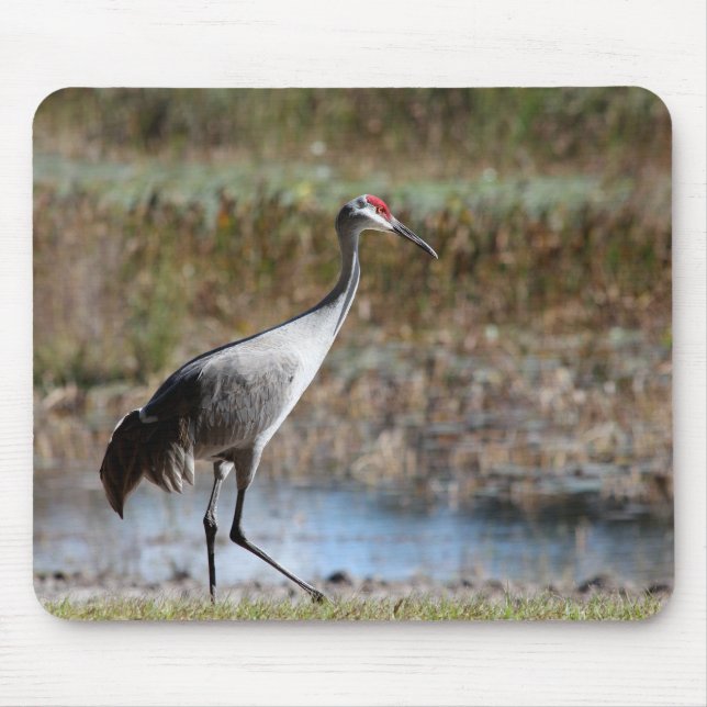 Sandhill Crane Musmatta (Framsidan)