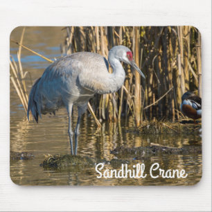 Sandhill Crane Musmatta