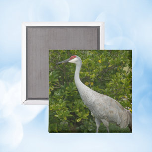 Sandhill Crane Nature Bird Photograph Magnet