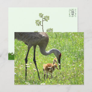 Sandhill Crane och 2 Colts (chick) Vykort