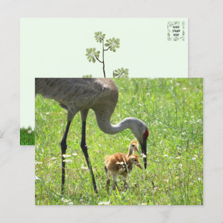 Sandhill Crane och 2 Colts (chick) Vykort