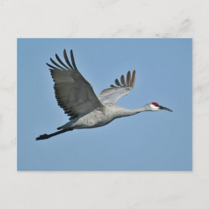 Sandhill Crane på flyg Vykort