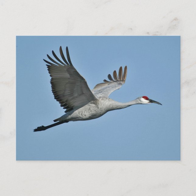 Sandhill Crane på flyg Vykort (Framsida)