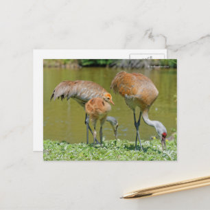 Sandhill Crane Parents and Chick Vykort