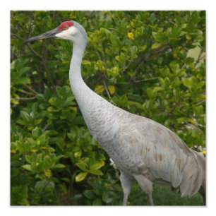 Sandhill Crane Photo Fototryck
