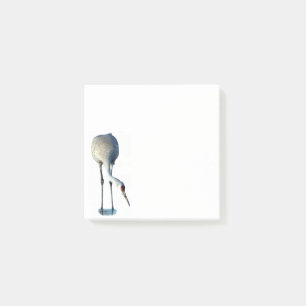 Sandhill Crane Photo Stationery 3x3 Post it Notes Post-it Block