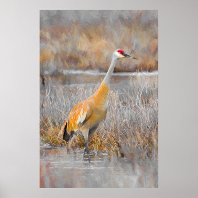 Sandhill Crane Poster (Framsidan)