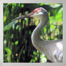 Sandhill crane