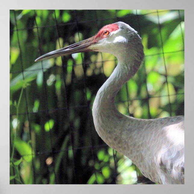 Sandhill crane poster (Framsidan)