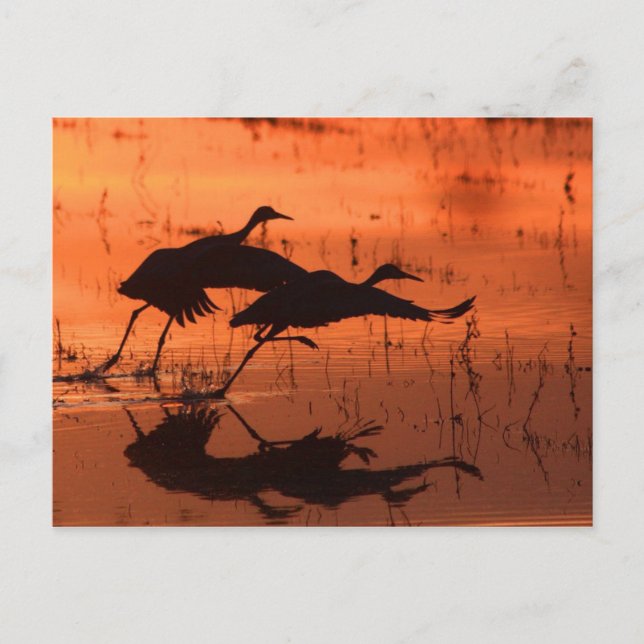 Sandhill Crane Solnedgång Vykort (Framsida)