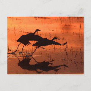 Sandhill Crane Sunset Vykort