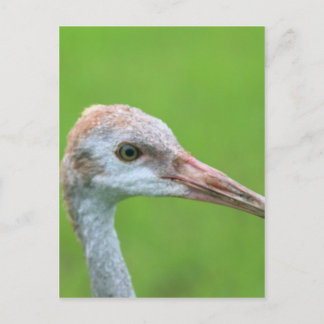 Sandhill Crane Tonåring Vykort