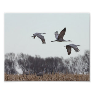 Sandhill Crane under flygning Fototryck