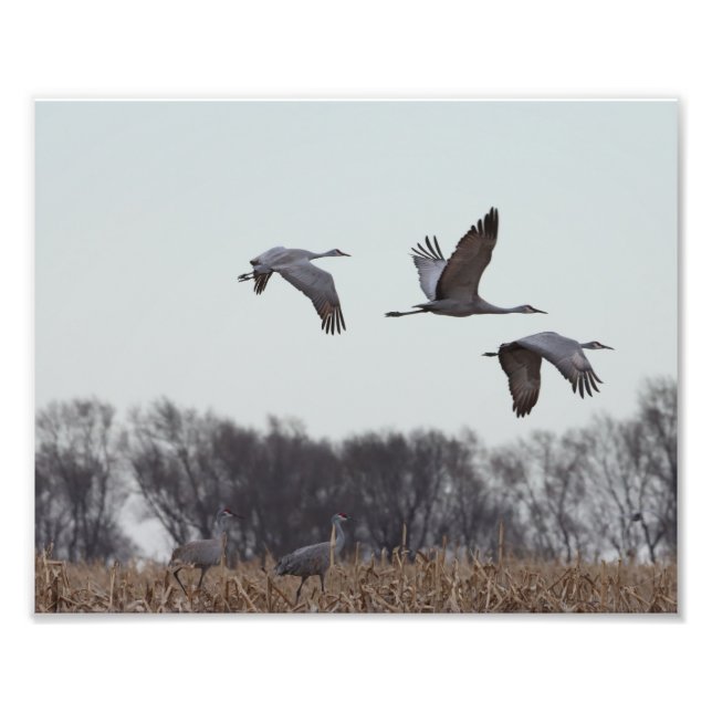 Sandhill Crane under flygning Fototryck (Framsidan)