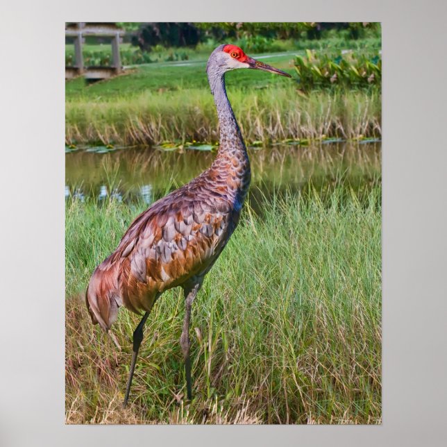 Sandhill Crane vid dammen Poster (Framsidan)
