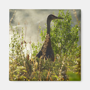 Sandhill Crane vid Moose Ponds i Grand Teton Magnet