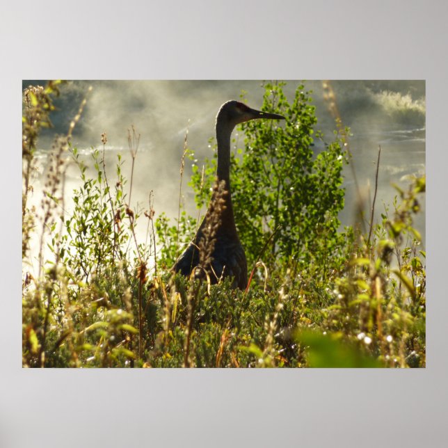 Sandhill Crane vid Moose Ponds i Grand Teton Poster (Framsidan)