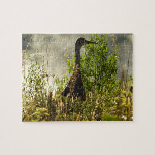 Sandhill Crane vid Moose Ponds i Grand Teton Pussel
