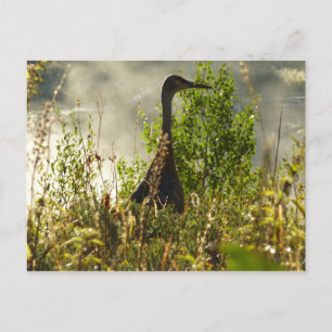 Sandhill Crane vid Moose Ponds i Grand Teton Vykort