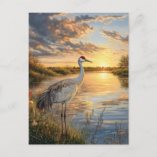 Sandhill Crane vid Sunset Vykort (Framsida)