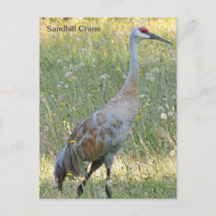 Sandhill Crane Vykort