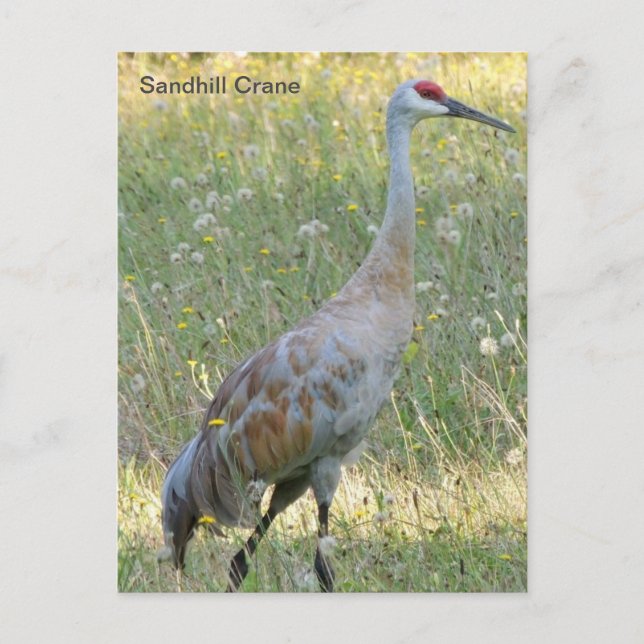 Sandhill Crane Vykort (Framsida)