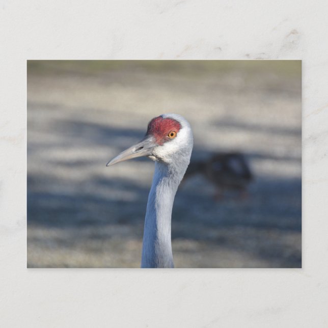 Sandhill Crane Vykort (Framsida)