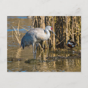 Sandhill Crane Vykort
