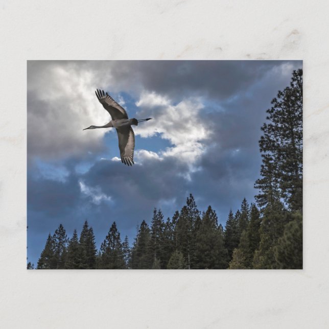 SANDHILL CRANE VYKORT (Framsida)