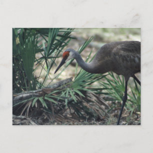 Sandhill Crane Vykort