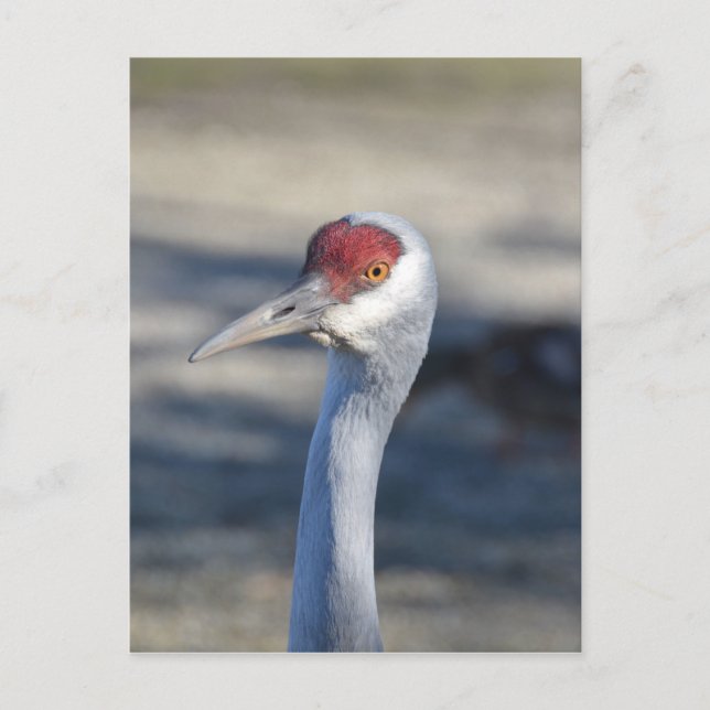 Sandhill Crane Vykort (Framsida)