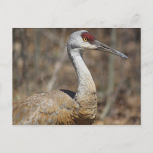 Sandhill Crane-vykort Vykort