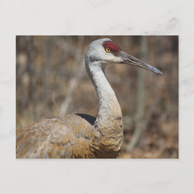 Sandhill Crane-vykort Vykort (Framsida)