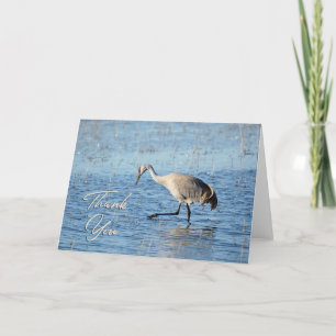 Sandhill Crane Wading Photo - tackkort