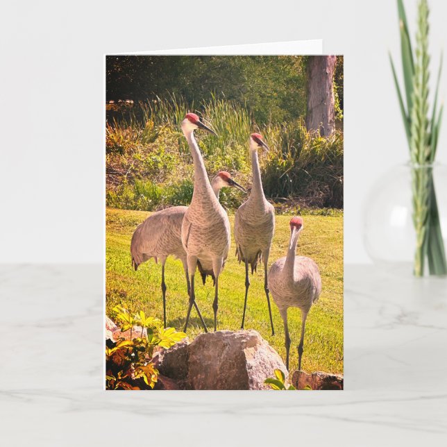 Sandhill Cranes Blank Greeting Card Inbjudan (Framsida)