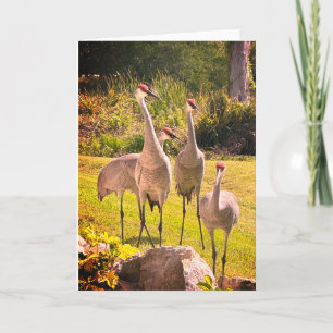 Sandhill Cranes Blank Greeting Card Inbjudan