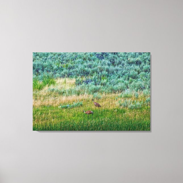 Sandhill Cranes Canvastryck (Framsida)