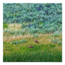 Sandhill Cranes Fototryck