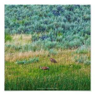 Sandhill Cranes Fototryck