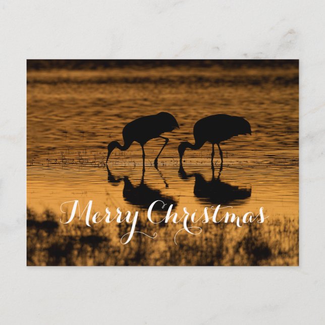 Sandhill Cranes, God jul Helg Vykort (Framsida)