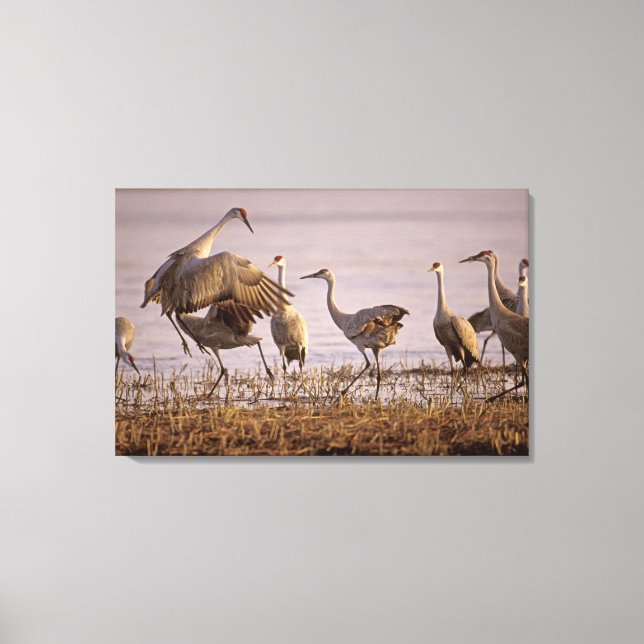 Sandhill Cranes Grus canadensis) Plattform Canvastryck (Framsida)