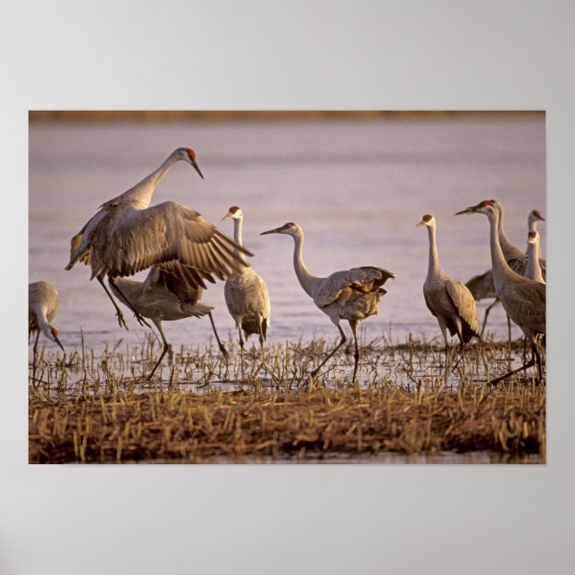 Sandhill Cranes Grus canadensis) Plattform Poster (Framsidan)