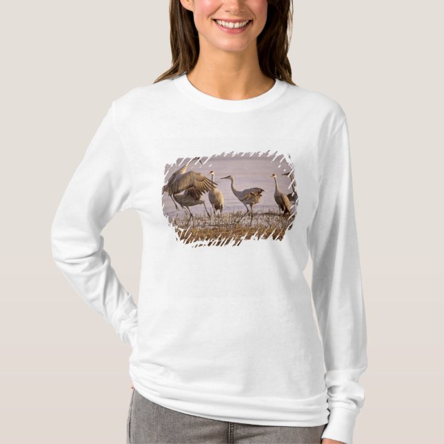 Sandhill Cranes Grus canadensis) Plattform T-shirt (Framsida)