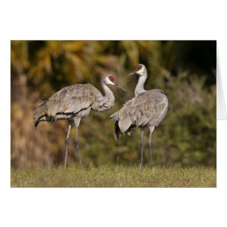 Sandhill Cranes Hälsningskort