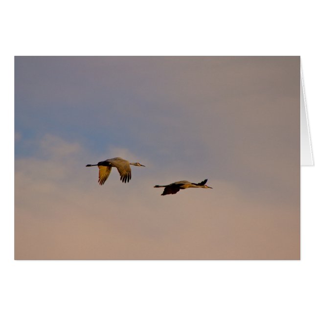 Sandhill Cranes i New mexico Hälsningskort (Framsidan Horizontal)