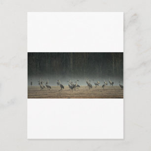 Sandhill Cranes i Tidigt Morgon Vår Mist Vykort