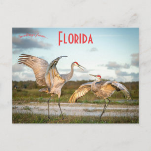 Sandhill Cranes in Boynton Beach Florida Vykort