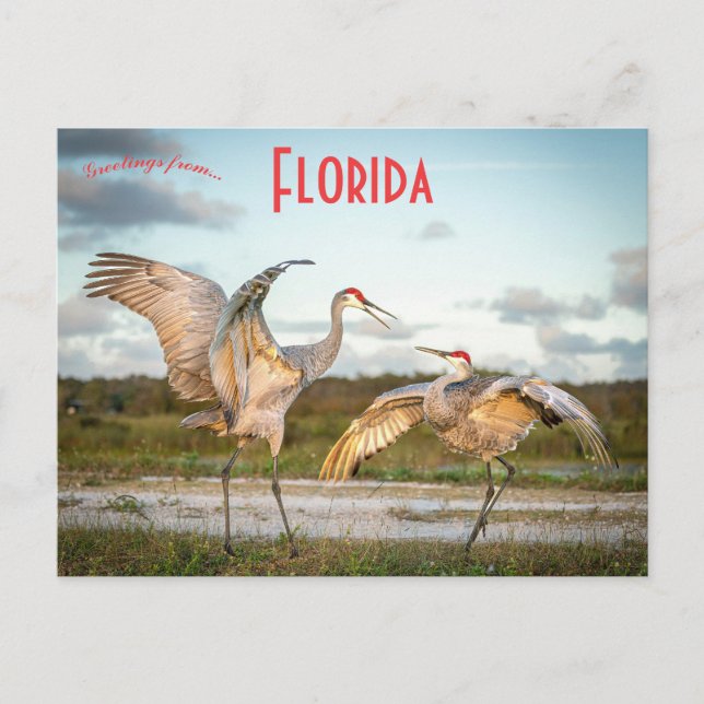 Sandhill Cranes in Boynton Beach Florida Vykort (Framsida)